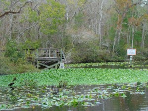 Black Creek in Middleburg, Fl