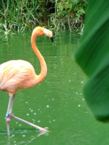Flamingo at the Jacksonville Zoo