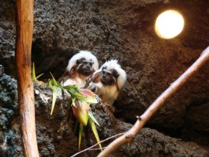 Monkeys at the Jacksonville Zoo