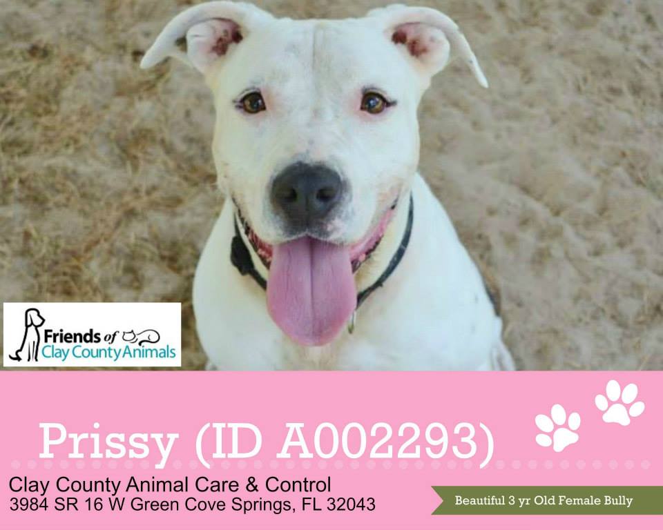 Clay County Animal Care & Control | Northeast Florida Life