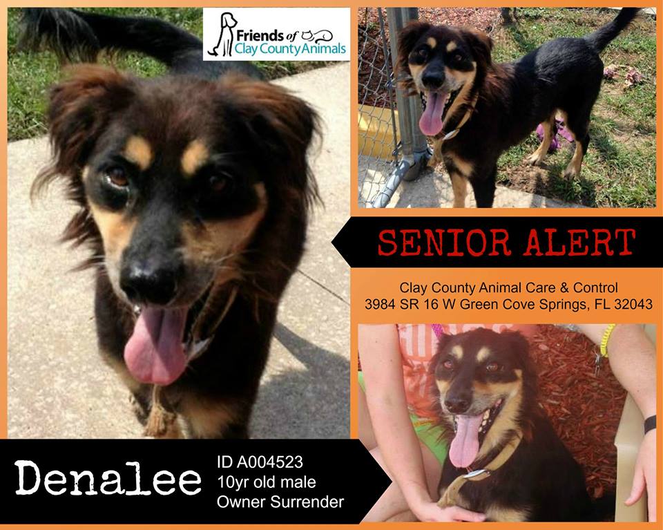 Senior Alert! Urgent Seniors at Clay County Animal Care & Control