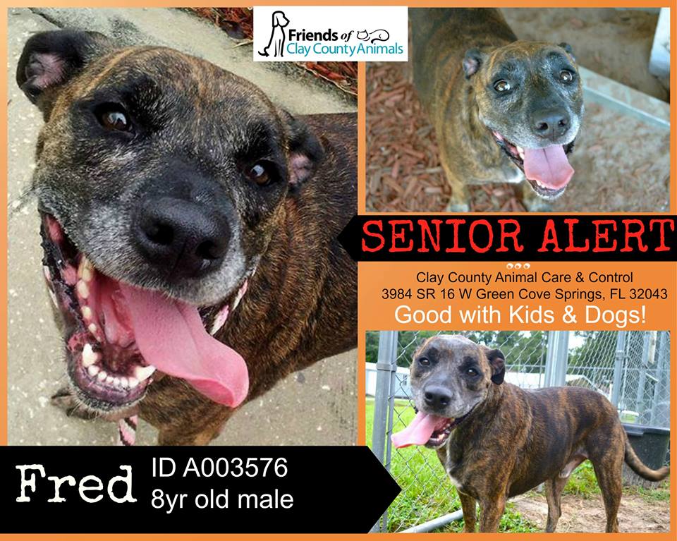 Long Timer Alert at Clay County Animal Care & Control!! | Northeast