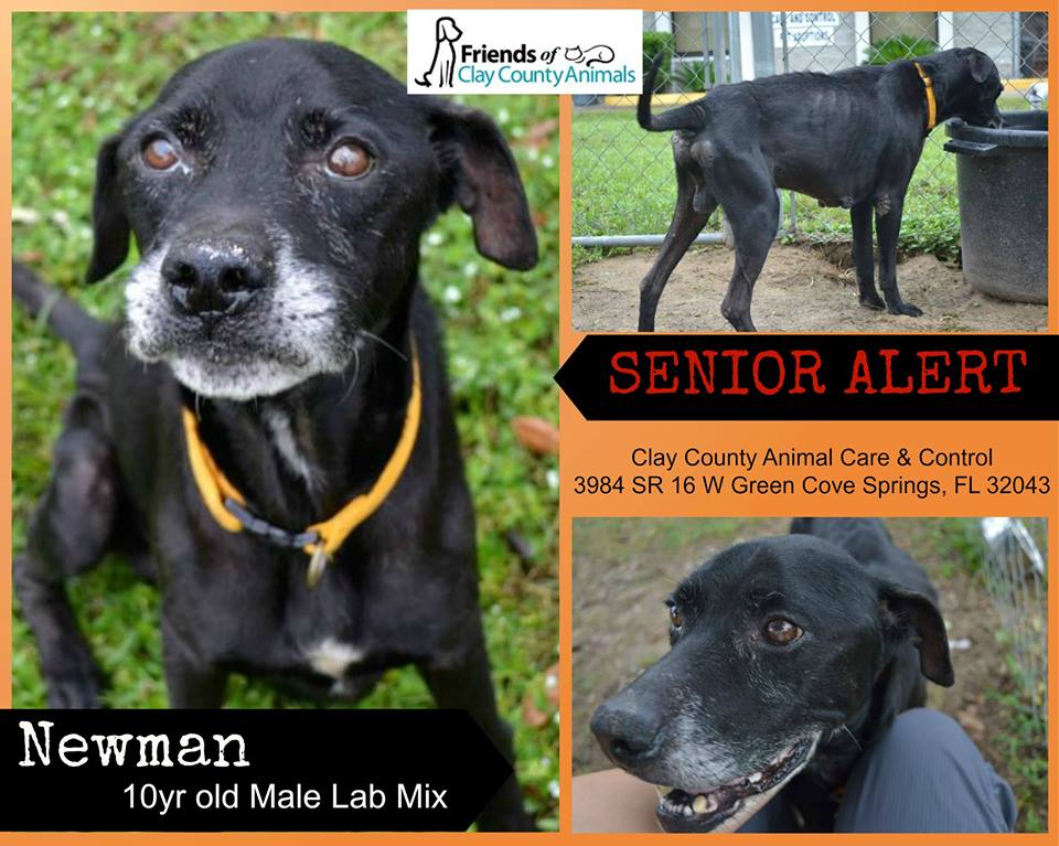 Senior Alert! Urgent Seniors at Clay County Animal Care & Control