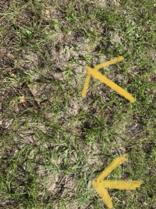 The yellow arrows highlight the fire ant pile, but really, its almost the whole picture.