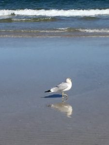 Seagull posing at Anastasia Island Beach in St Augustine