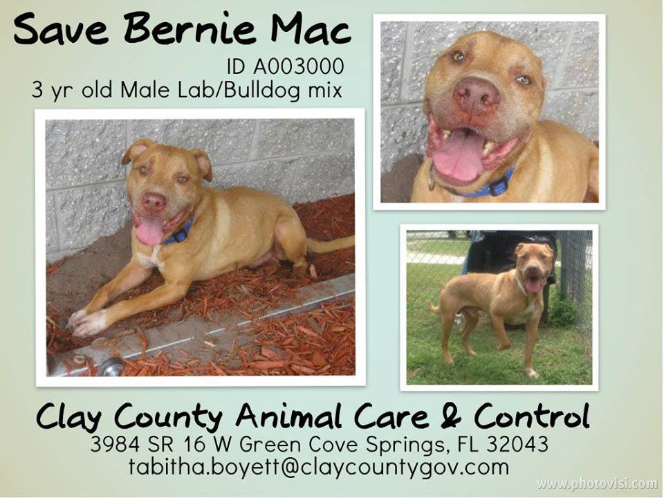 Clay County Animal Shelter is Full! | Northeast Florida Life